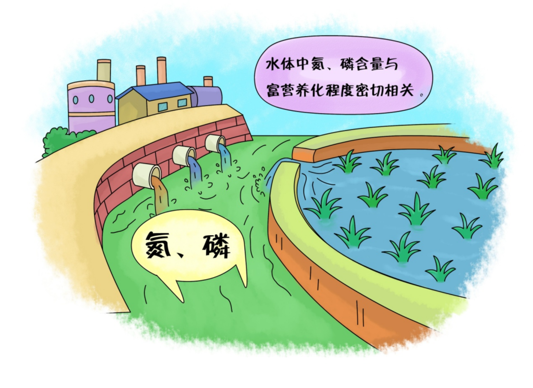 如何減少水體中氮、磷污染的含量